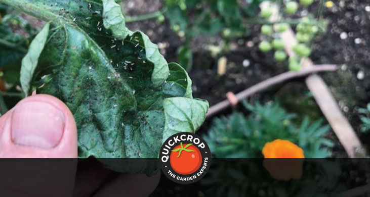 Identifying garden pests - header image