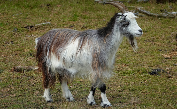 a wild goat