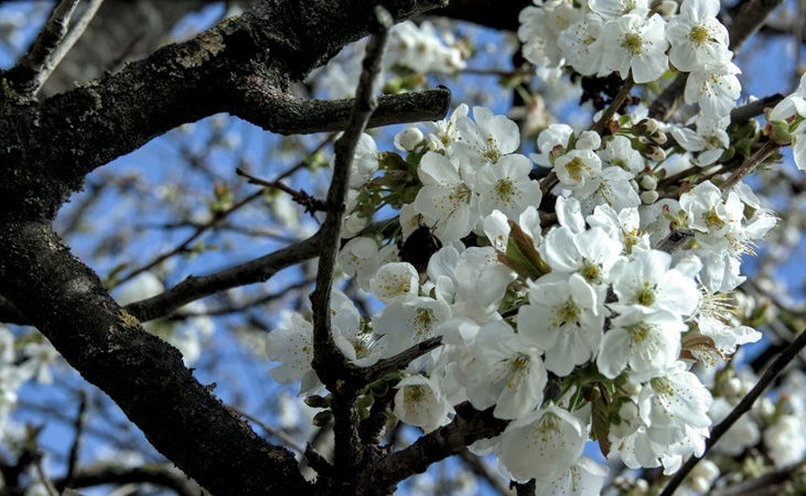 wild cherry blossoms