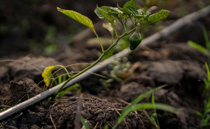 plants being watered by drip irrigation piping
