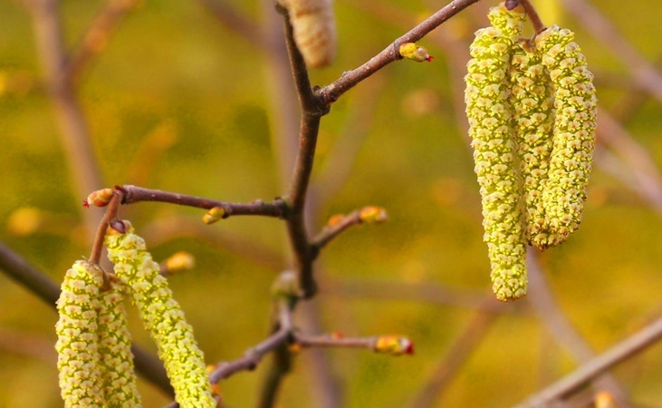 Hazel catkins