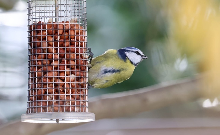 a blue tit hanging on a bird feeder filled with nuts