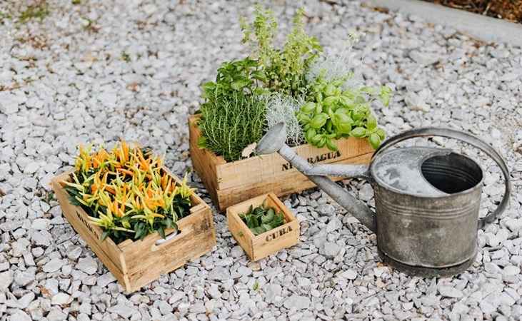 Growing herbs in wooden crates Growing herbs in wooden crates