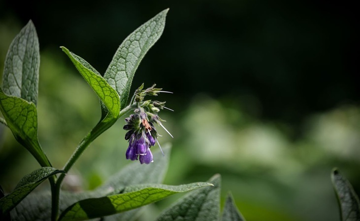 comfrey comfrey