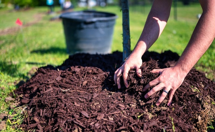 Mulching around tree