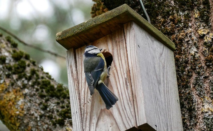 a bird perched at the entrance of a timber nest box - image by Marina Gavrilova