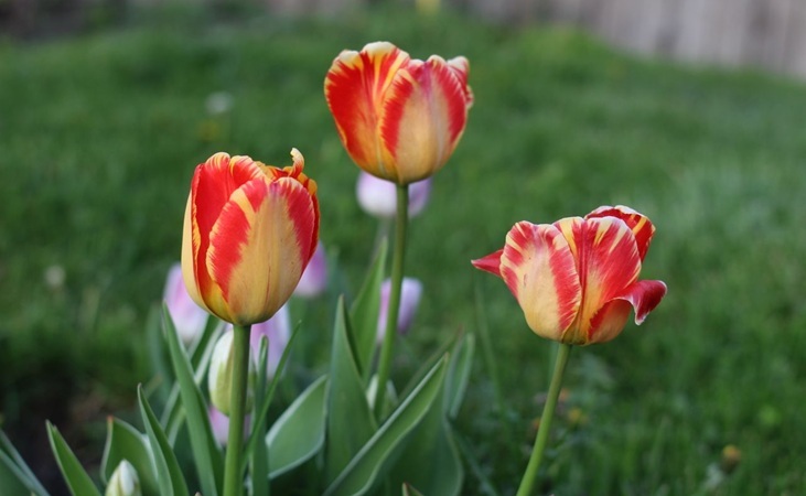 tulips in shades of red and yellow tulips in shades of red and yellow