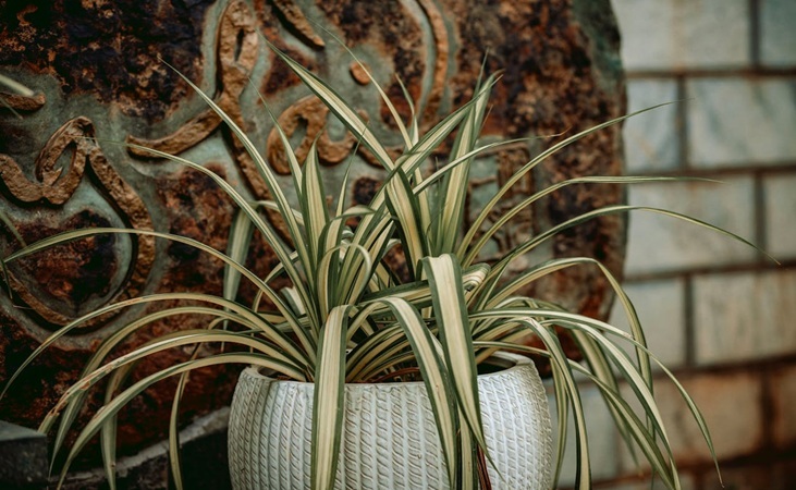 Spider plant