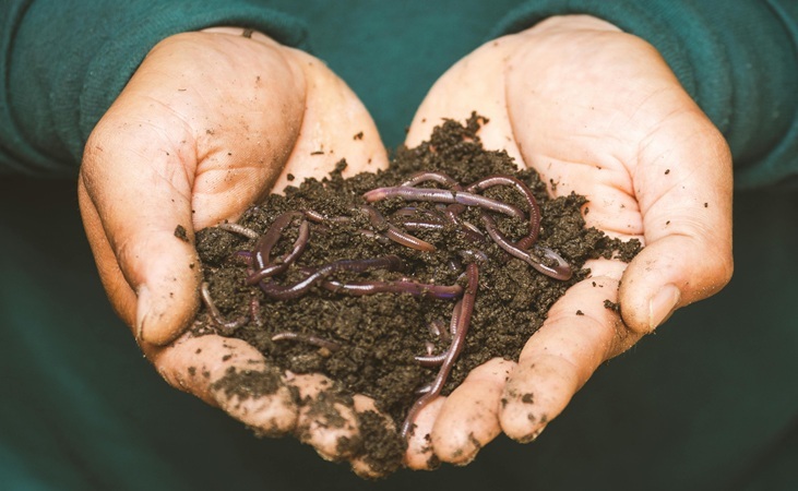 Soil and worms