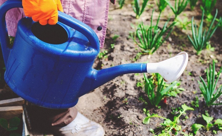 Watering can with plants and soil Watering can with plants and soil
