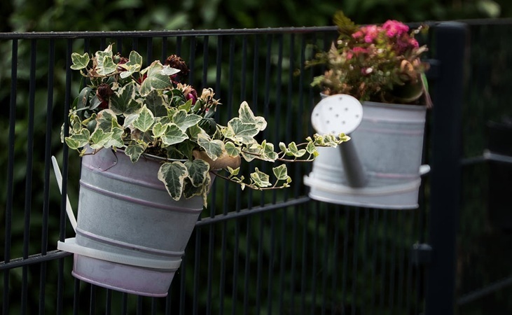 Upcycled watering can planters against a garden fence