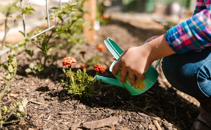 watering a flowering plant watering a flowering plant