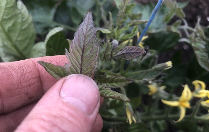 Phospherous deficinecy in tomato plants