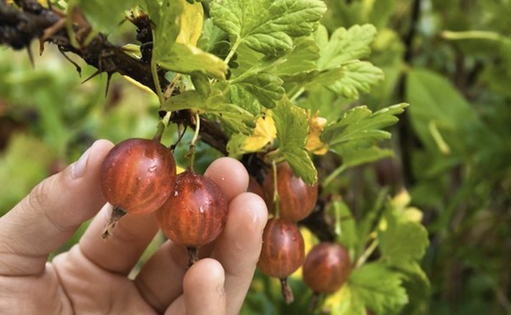 picking red gooseberries