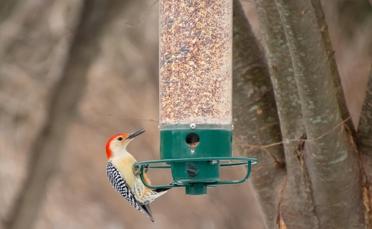 woodpecker feeding from a bird feeder woodpecker feeding from a bird feeder