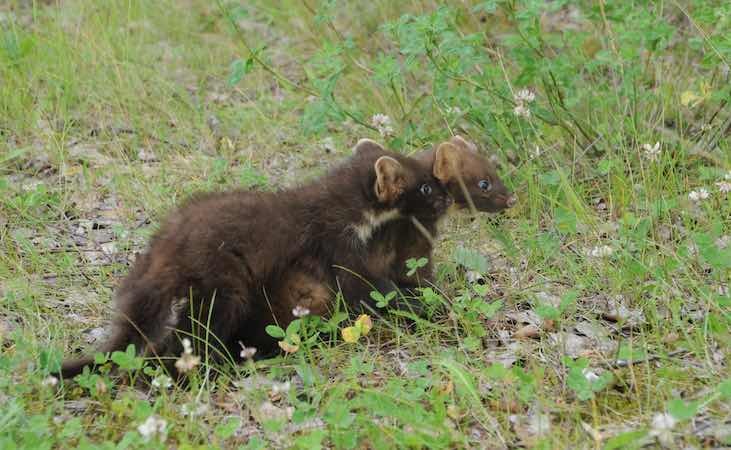 pine marten cubs