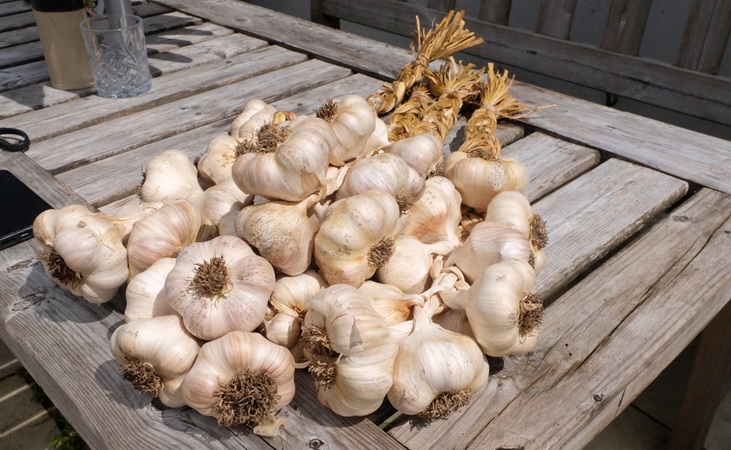Plaited garlic Plaited garlic