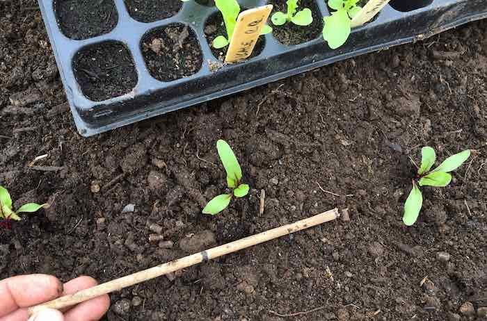 Plant spacing when planting seedlings