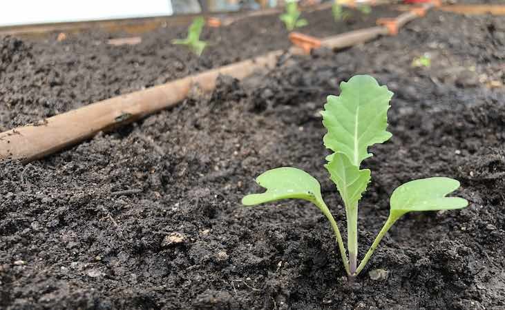 a calabrese seedling planted out