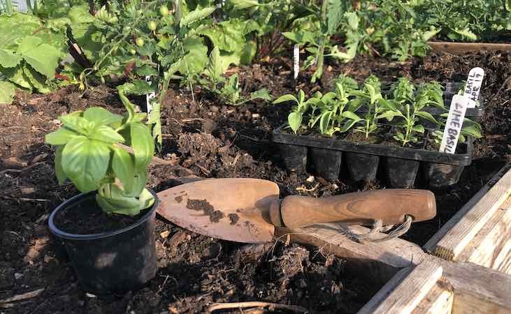 a tray of basil seedlings beside a copper trowel a tray of basil seedlings beside a copper trowel
