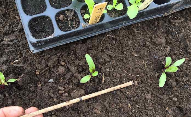 Planting beetroot seedlings