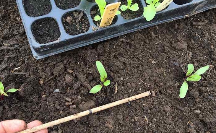 Planting beetroot seedlings