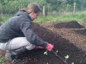 Planting cauliflower vegetable seedlings