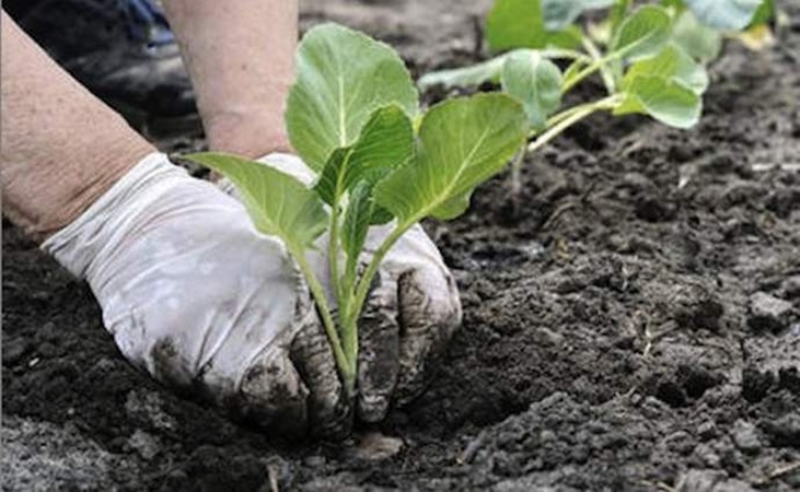 Planting cabbage seedling