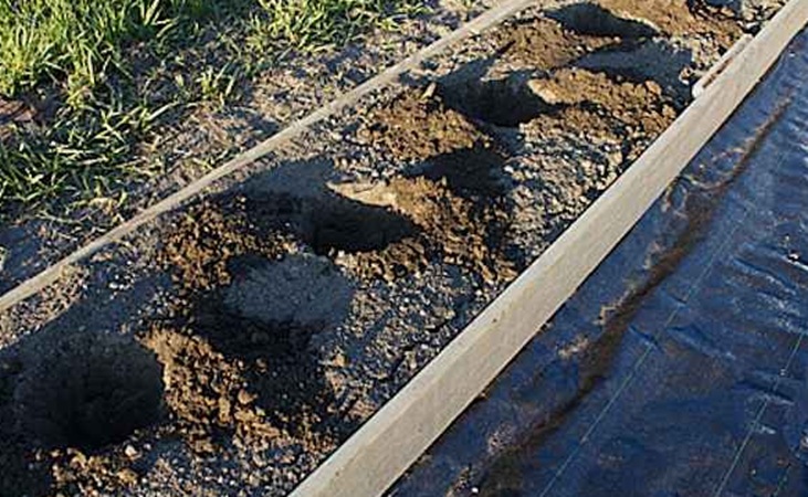 planting holes for raspberry canes