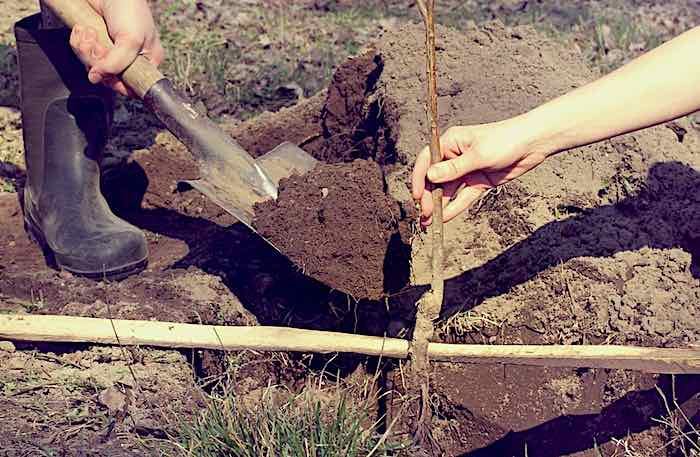 How deep to plant your bare root hedge, nursery line