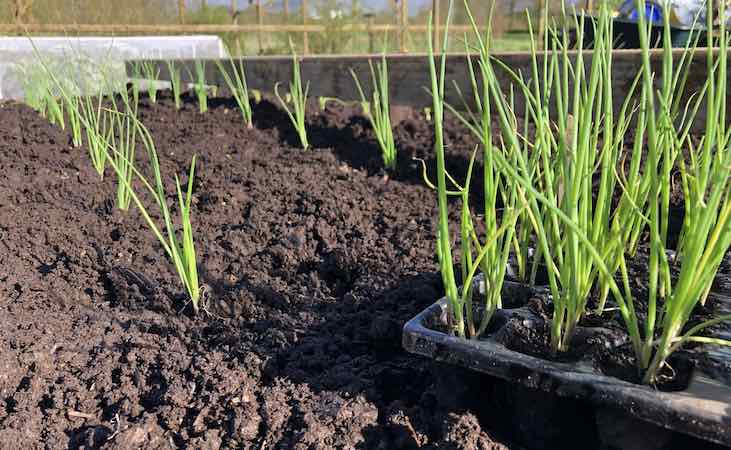 planting onion seedlings