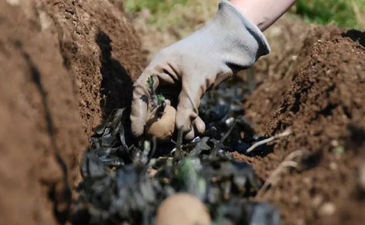 Planting potatoes in seaweed