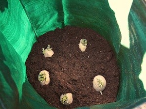 Seed potatoes grown in bags