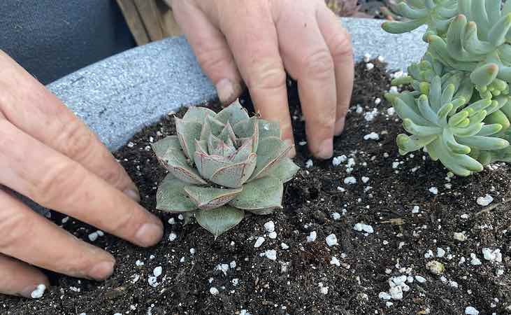 Creating little mounds of compost around succulent plants