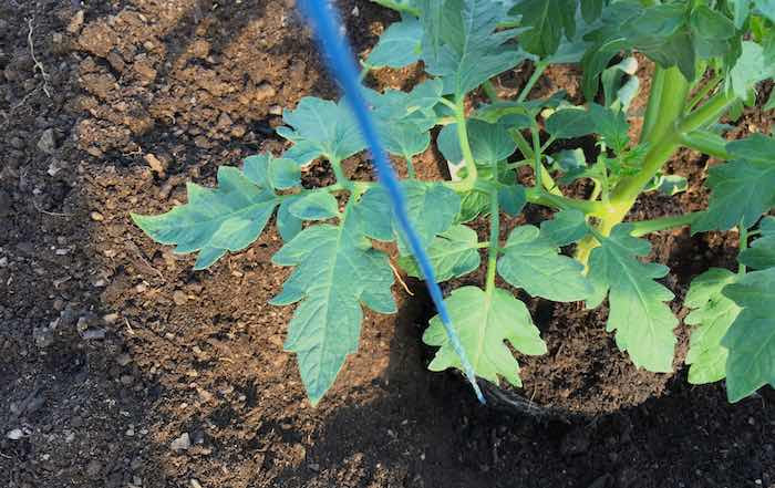 Planting Tomatoes