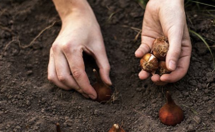 Planting tulips, like so
