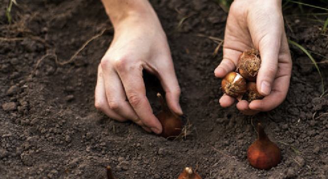 Planting tulip bulbs
