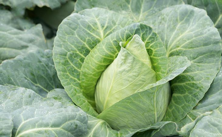 Pointed spring cabbage