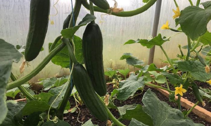 cucumbers in the polytunnel