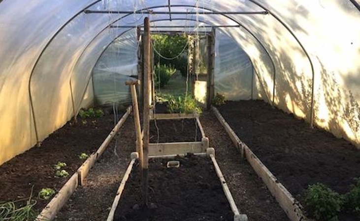 Early sunlight in a polytunnel