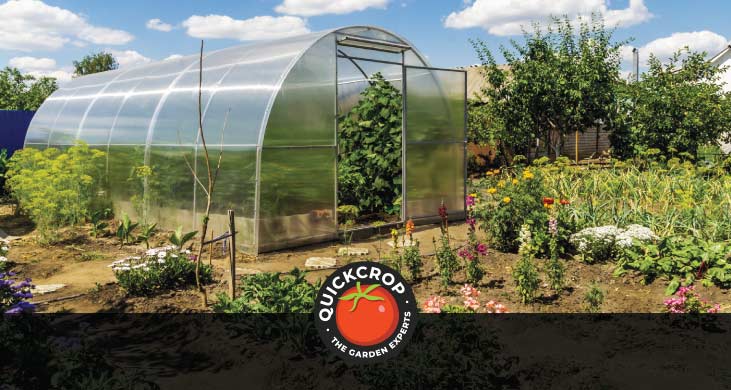 a backyard polytunnel