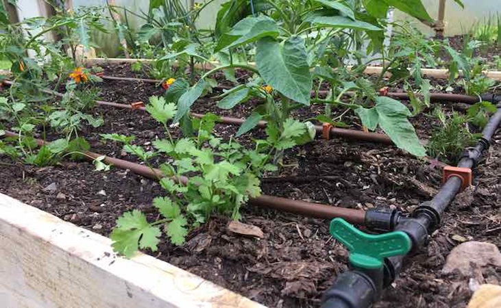 watering raised beds in the polytunnel