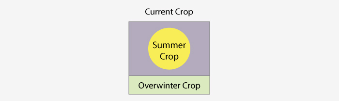 Polytunnel planting plan key