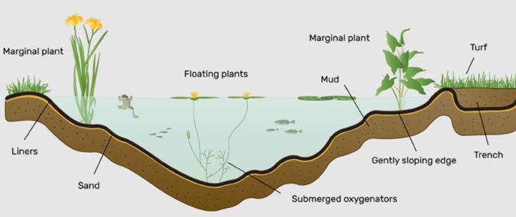 Pond diagram with plant types Pond diagram with plant types