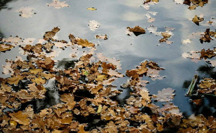 leaves on pond surface