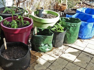 Place potato grow bags in full sun