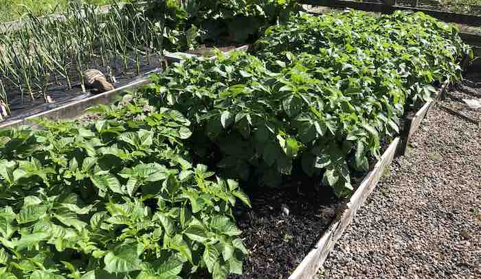 Early potato plants in the quickcrop vegetable garden