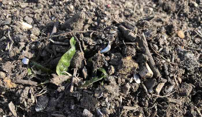 Earth up potato plants