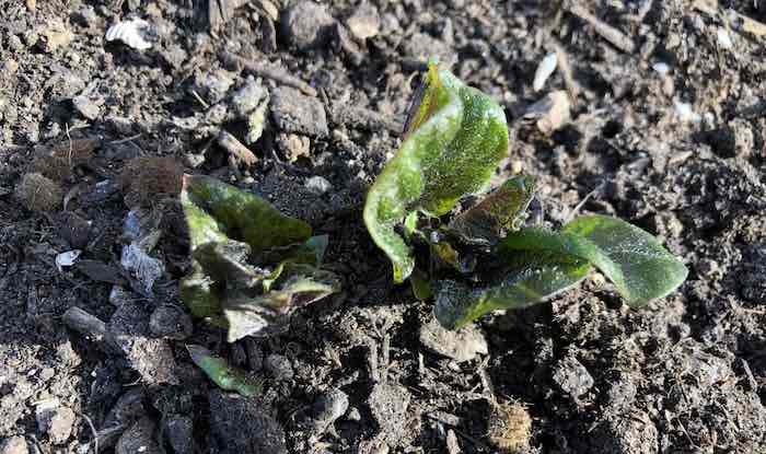 Potato shoots frost damage
