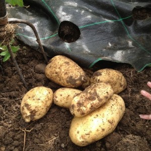 Potatoes grown under growgrid weed protection